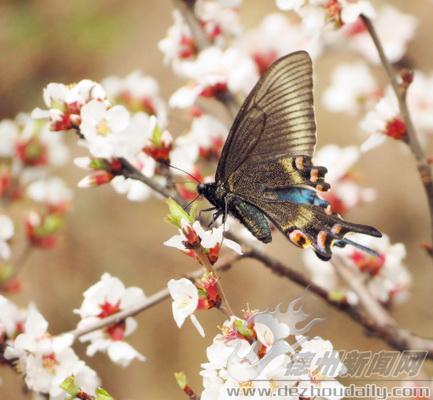 蝶戀花