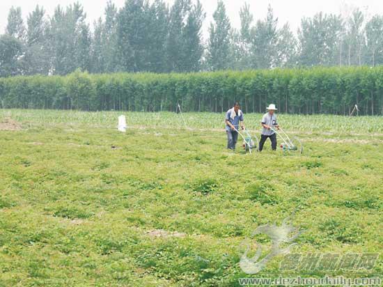 雷集鎮(zhèn)建明育苗專業(yè)合作社社員疏松土地